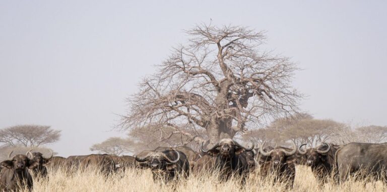5-Day Ruaha & Nyerere Fly-In Safari