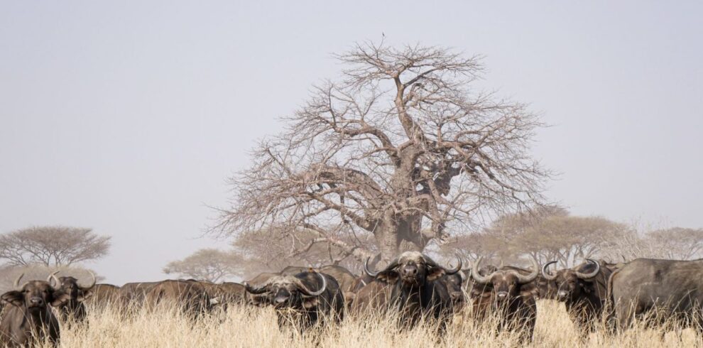 5-Day Ruaha & Nyerere Fly-In Safari