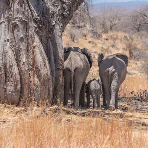 6 Day Ruaha and Mikumi Safari