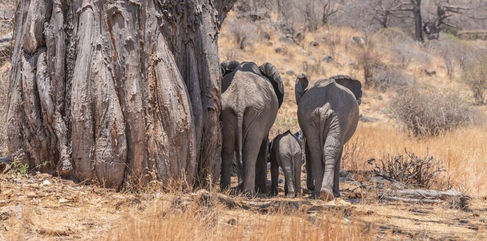 6 Day Ruaha and Mikumi Safari