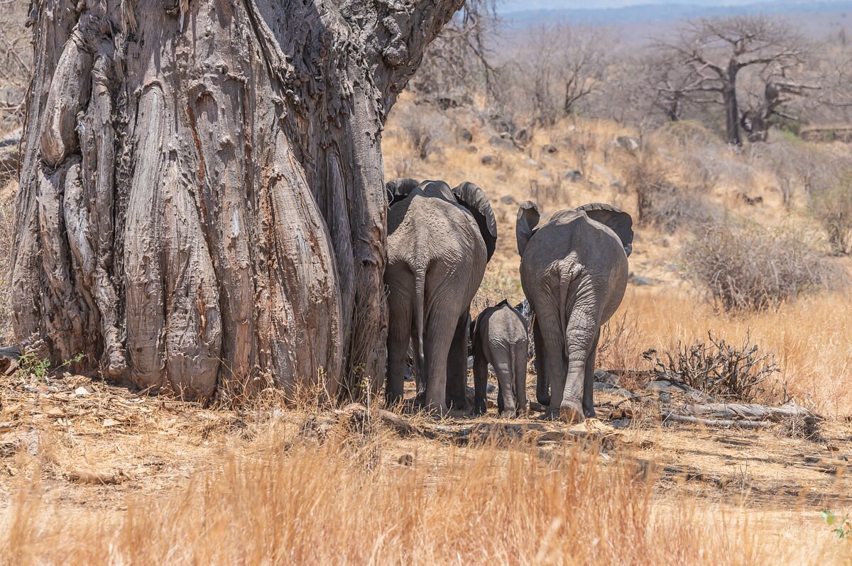 6 Day Ruaha and Mikumi Safari
