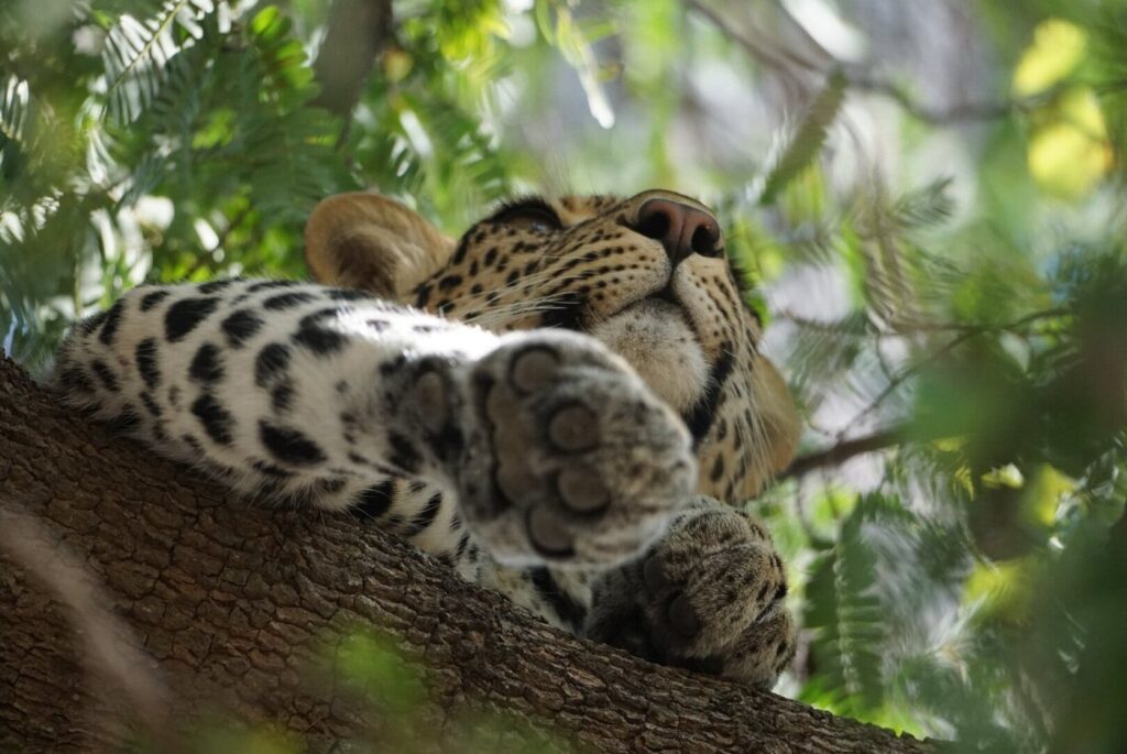 ruaha national park tanzania safari