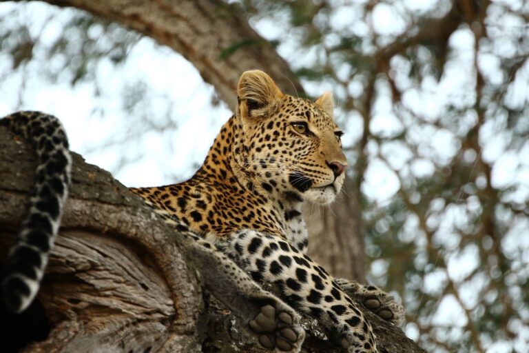 9-Day Southern Safari & Zanzibar