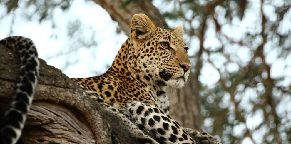 9-Day Southern Safari & Zanzibar