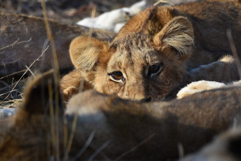 14-Day Tanzania Safari & Zanzibar