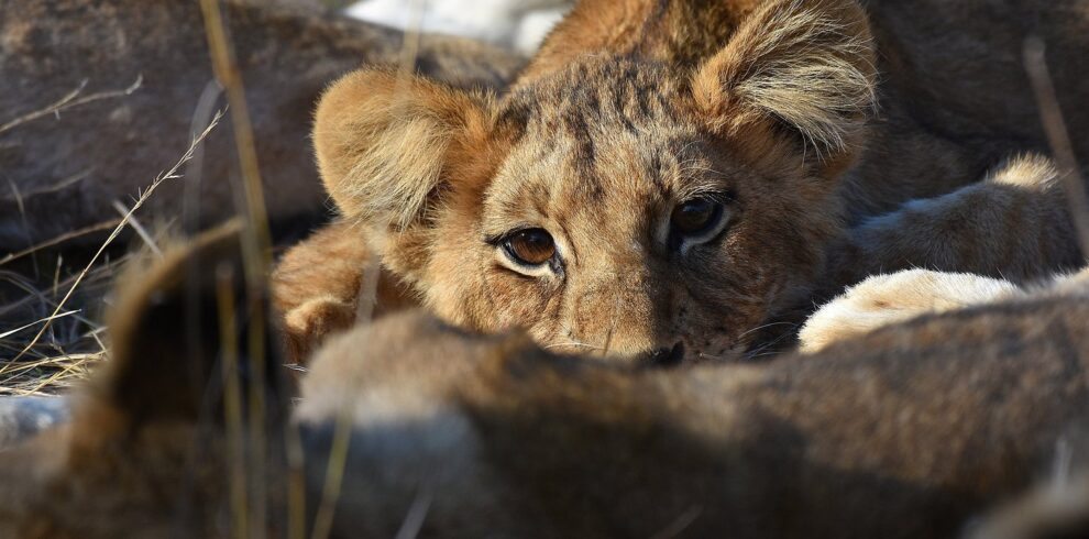 14-Day Tanzania Safari & Zanzibar