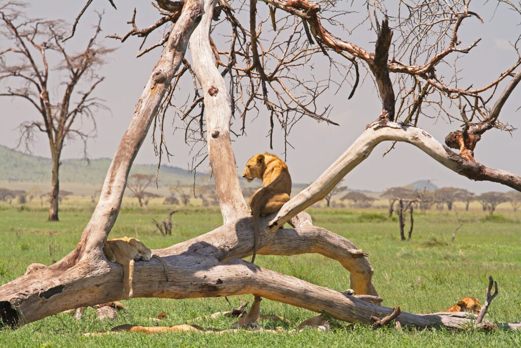 nyerere national park safari from dar es salaam