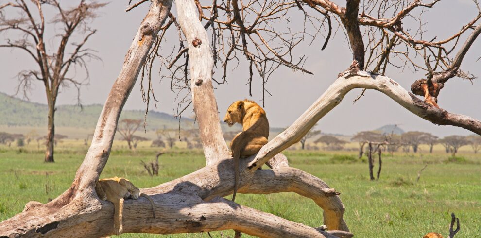 nyerere national park safari from dar es salaam