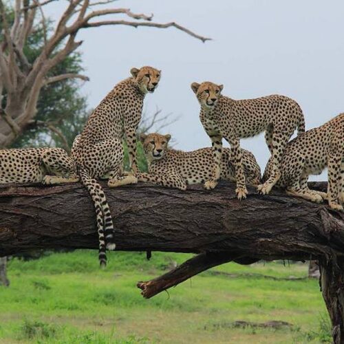 4-Day Serengeti Fly-In Safari from Zanzibar