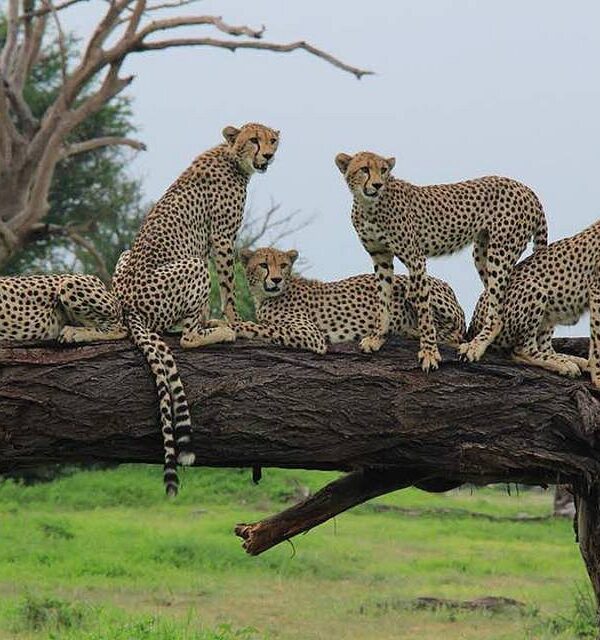 4-Day Serengeti Fly-In Safari from Zanzibar