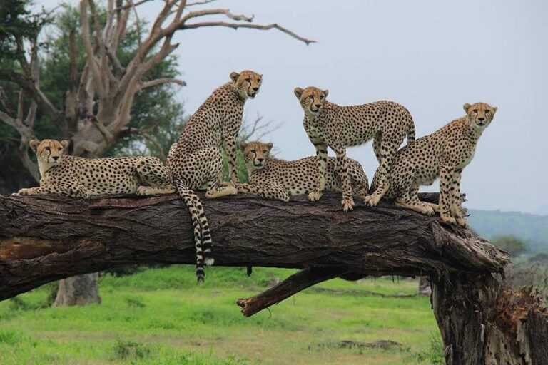 4-Day Serengeti Fly-In Safari from Zanzibar