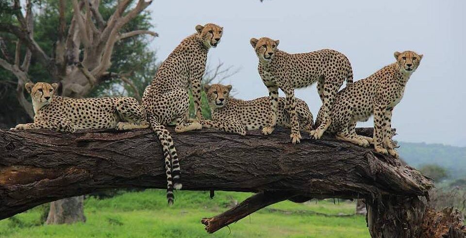 4-Day Serengeti Fly-In Safari from Zanzibar