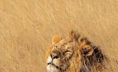 7-Day Northern Tanzania Safari