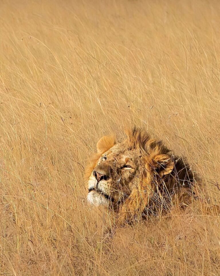 7-Day Northern Tanzania Safari