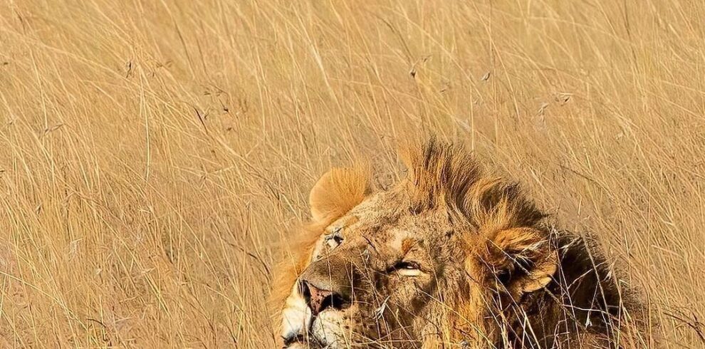 7-Day Northern Tanzania Safari