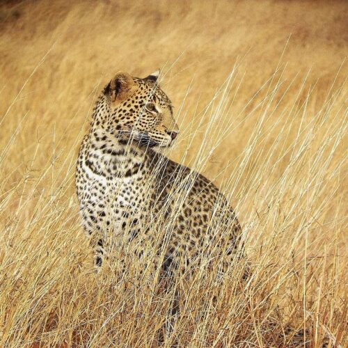 5-Day Serengeti & Ngorongoro Safari
