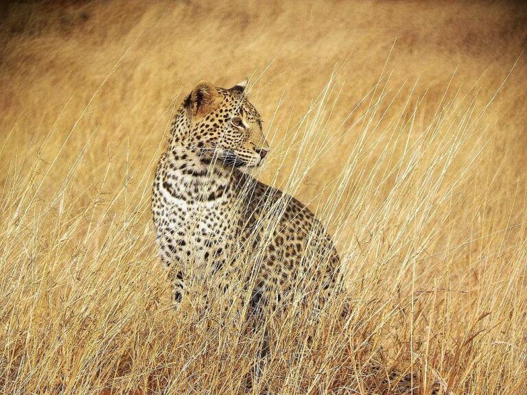 5-Day Serengeti & Ngorongoro Safari