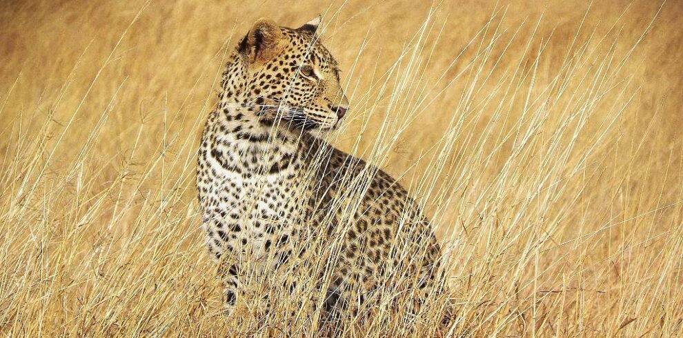 5-Day Serengeti & Ngorongoro Safari