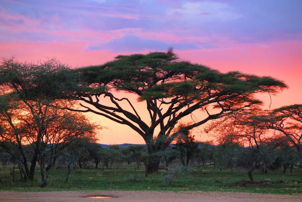 7-Day Serengeti & Zanzibar Safari