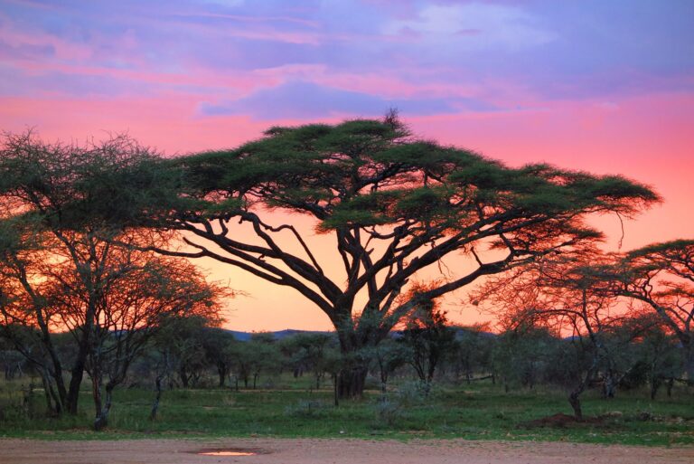 7-Day Serengeti & Zanzibar Safari