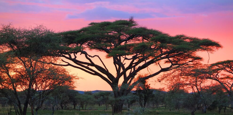 7-Day Serengeti & Zanzibar Safari