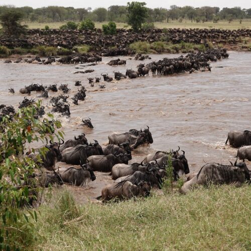 6-Day Serengeti Migration River Crossing Safari