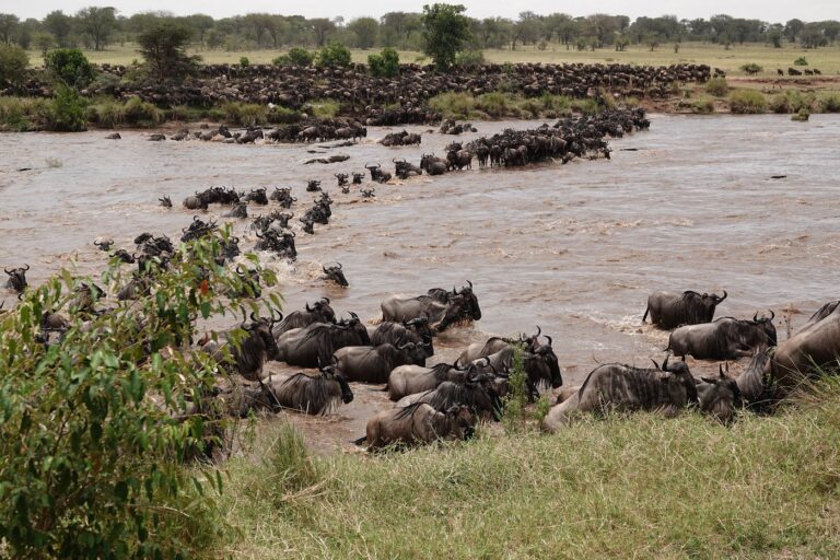 6-Day Serengeti Migration River Crossing Safari