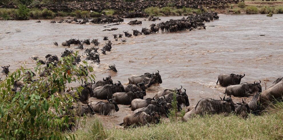 6-Day Serengeti Migration River Crossing Safari