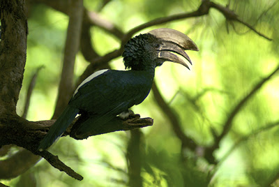 udzungwa mountain national park safari