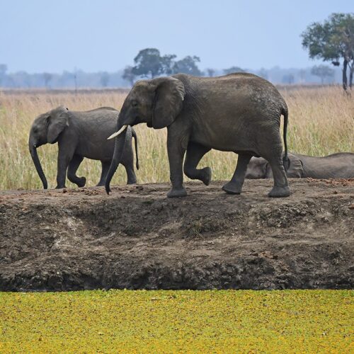 safari from dar es salaam to mikumi
