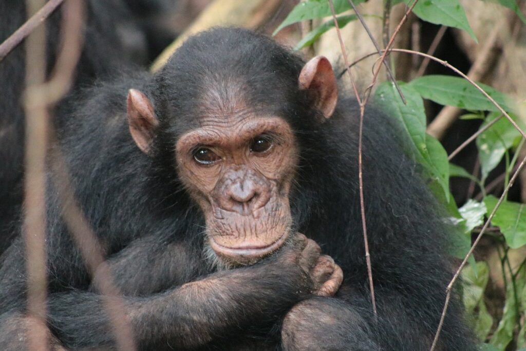 western tanzania safari
