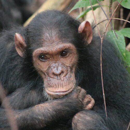 western tanzania safari