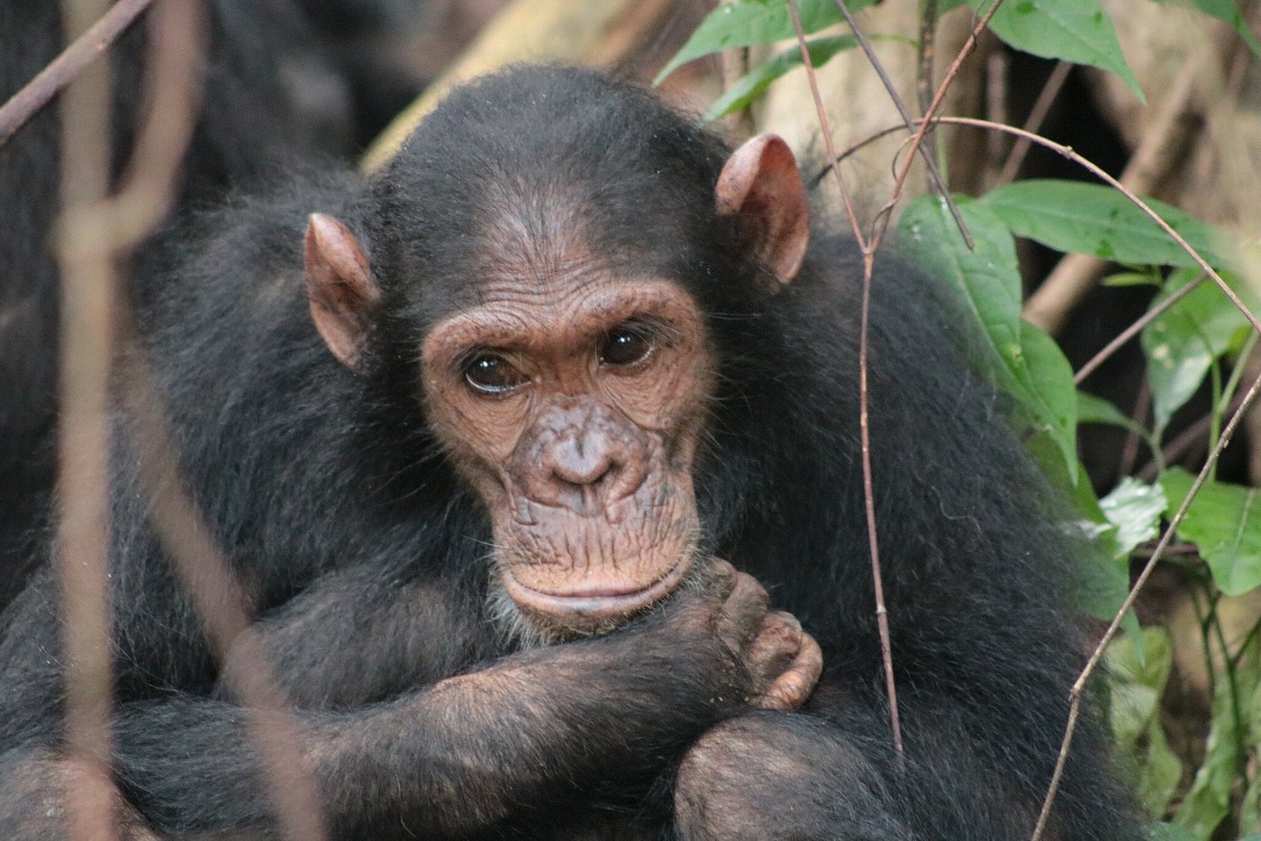 western tanzania safari