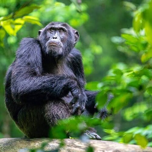 4-Day Gombe Safari