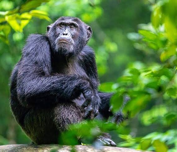 4-Day Gombe Safari