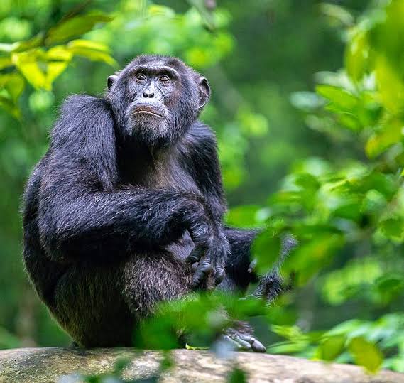 4-Day Gombe Safari