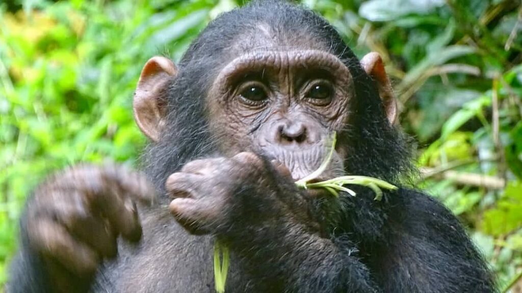 chimpanzee trekking