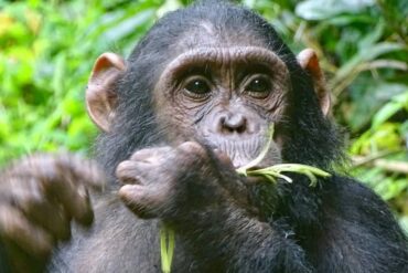 chimpanzee trekking