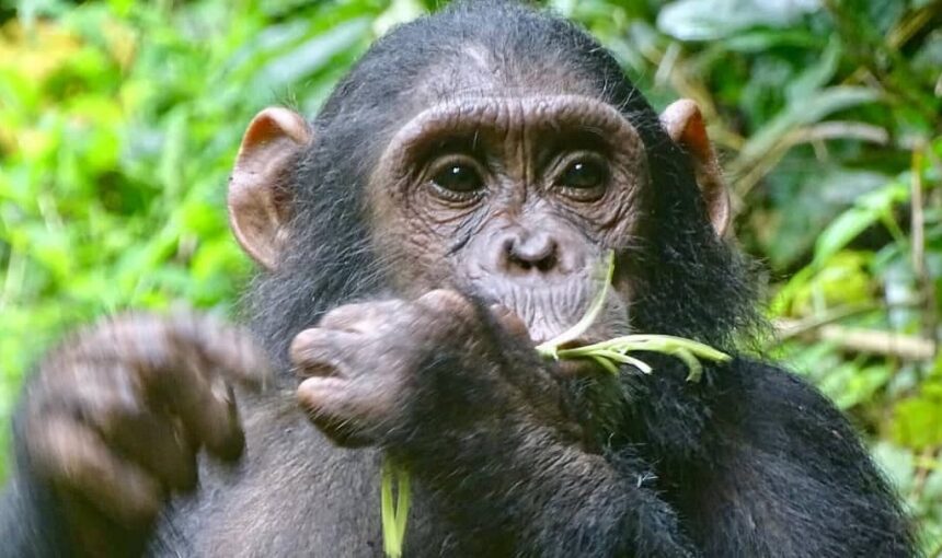 Chimpanzee Trekking Tanzania: The Complete Guide (2026/2027)