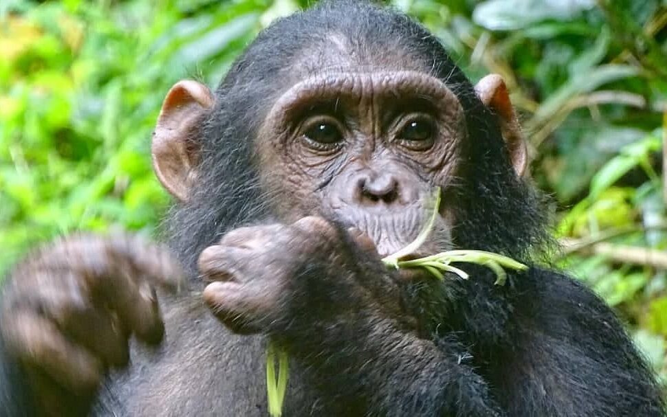 chimpanzee trekking