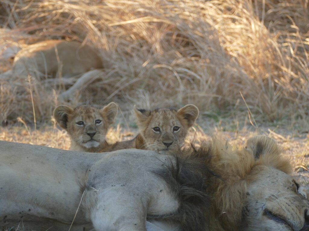 7-Day Katavi & Mahale Safari