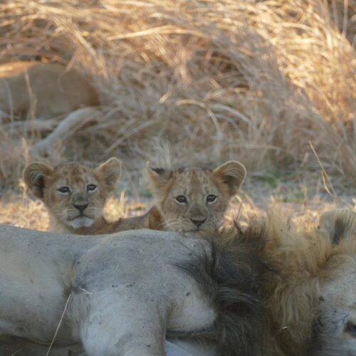 7-Day Katavi & Mahale Safari