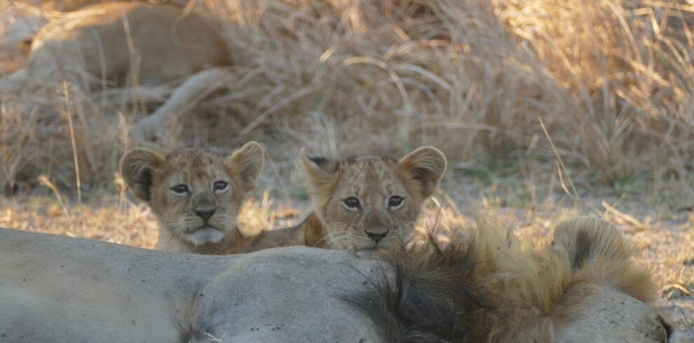 7-Day Katavi & Mahale Safari