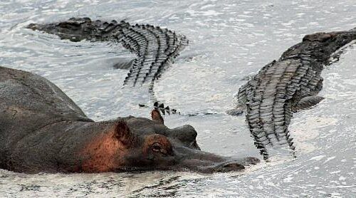 5-Day Katavi Wildlife Expedition
