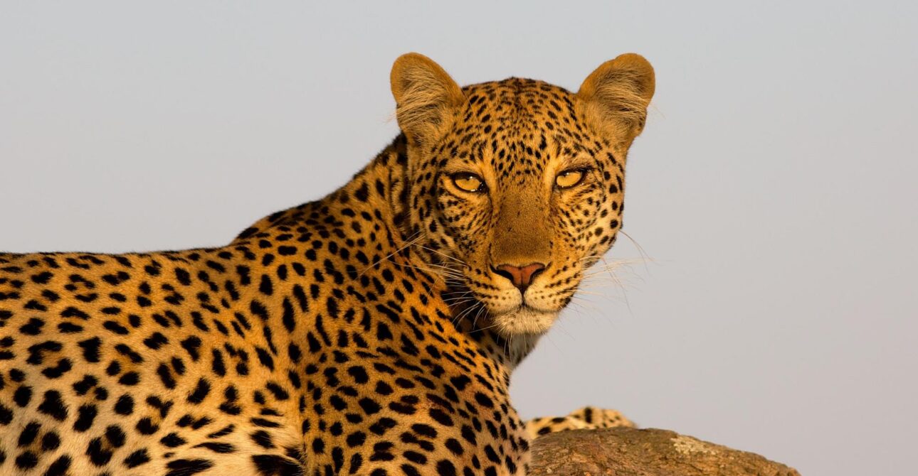 Ultimate Tanzania Safari Planning Guide (2026): Everything You Need to Know Before You Go