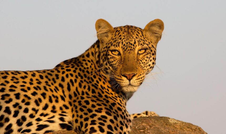 Ultimate Tanzania Safari Planning Guide (2026): Everything You Need to Know Before You Go