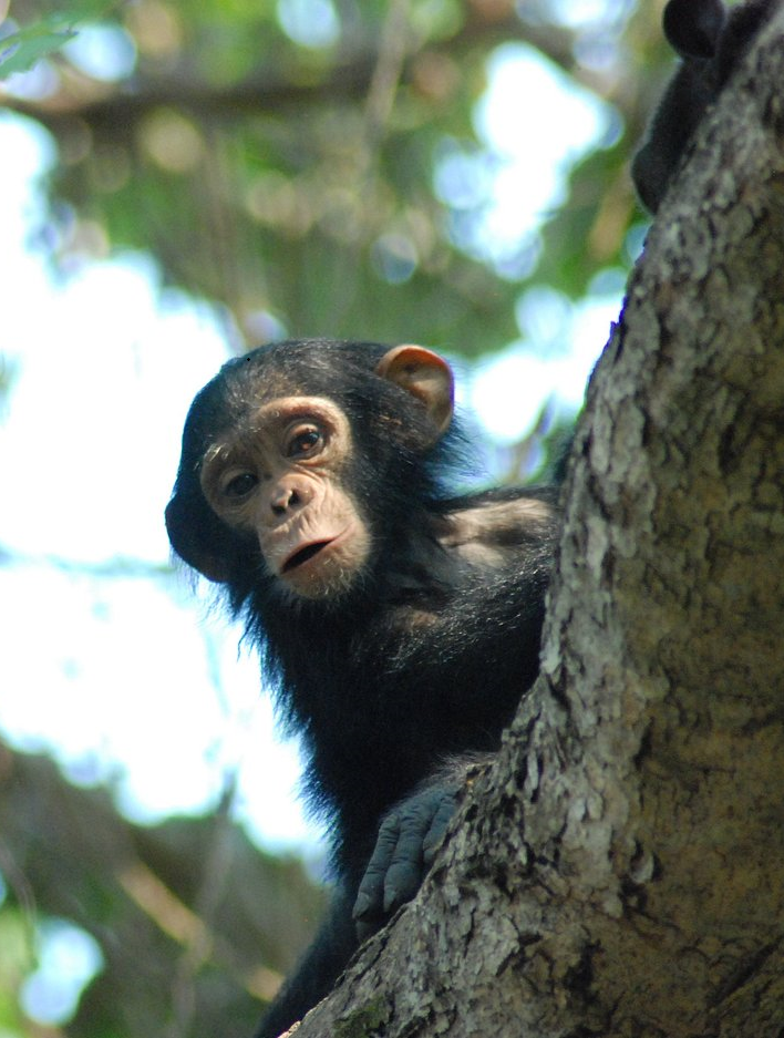 Chimpanzee trekking safari in Mahale Mountains and Gombe National Park, Tanzania