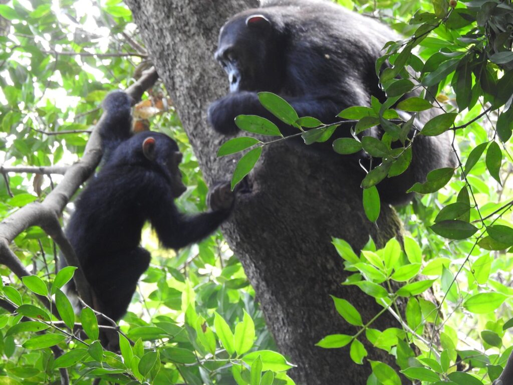 8-Day Katavi, Mahale & Chimpanzee Trekking Safari