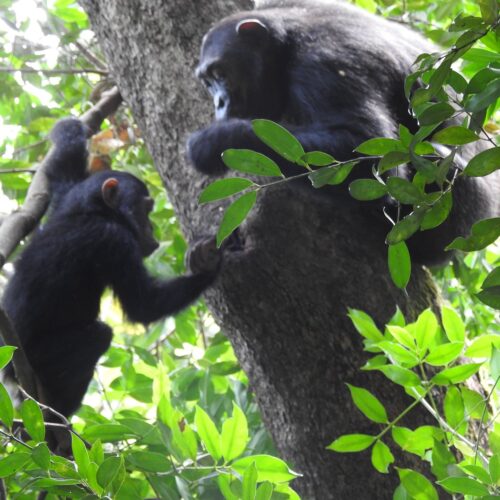 8-Day Katavi, Mahale & Chimpanzee Trekking Safari