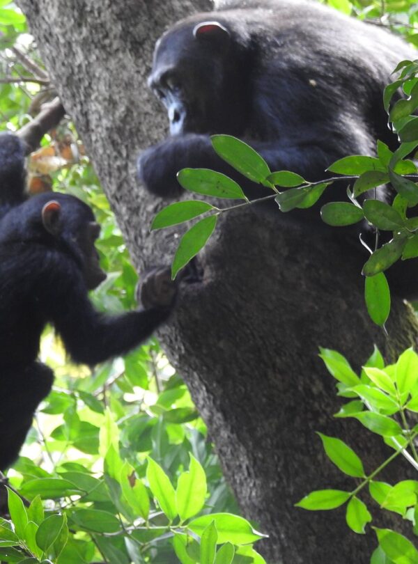 8-Day Katavi, Mahale & Chimpanzee Trekking Safari